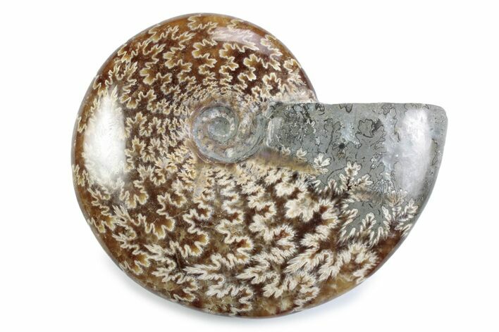 Polished Ammonite (Cleoniceras) Fossil - Madagascar #364944